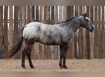 American Quarter Horse, Ruin, 6 Jaar, 152 cm, Zwart