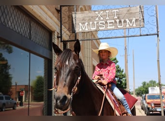 American Quarter Horse, Ruin, 6 Jaar, 152 cm, Zwart