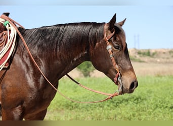 American Quarter Horse, Ruin, 6 Jaar, 152 cm, Zwart