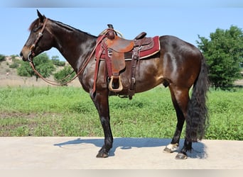 American Quarter Horse, Ruin, 6 Jaar, 152 cm, Zwart