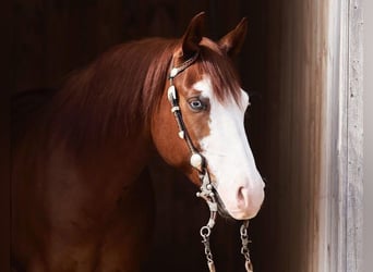 American Quarter Horse, Ruin, 6 Jaar, 153 cm, Bruin