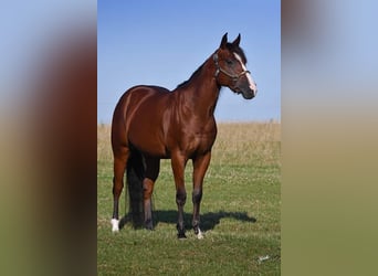 American Quarter Horse, Ruin, 6 Jaar, 153 cm, Roodbruin