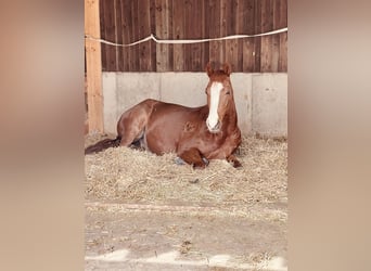 American Quarter Horse, Ruin, 6 Jaar, 153 cm, Vos