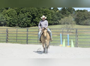 American Quarter Horse, Ruin, 6 Jaar, 155 cm, Buckskin