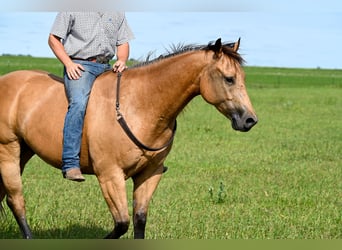 American Quarter Horse, Ruin, 6 Jaar, 155 cm, Buckskin