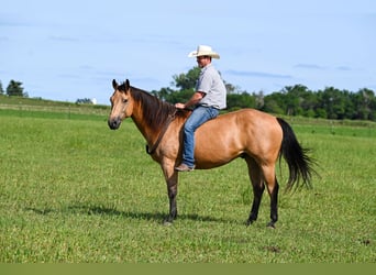 American Quarter Horse, Ruin, 6 Jaar, 155 cm, Buckskin