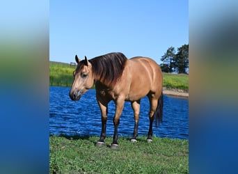 American Quarter Horse, Ruin, 6 Jaar, 155 cm, Buckskin