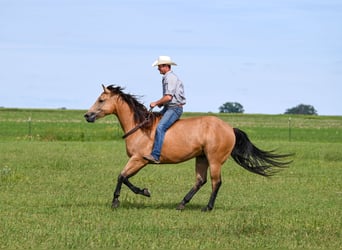 American Quarter Horse, Ruin, 6 Jaar, 155 cm, Buckskin