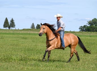 American Quarter Horse, Ruin, 6 Jaar, 155 cm, Buckskin