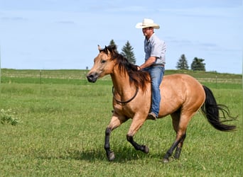 American Quarter Horse, Ruin, 6 Jaar, 155 cm, Buckskin