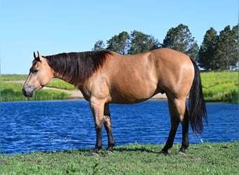 American Quarter Horse, Ruin, 6 Jaar, 155 cm, Buckskin