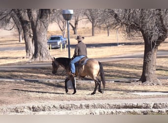 American Quarter Horse, Ruin, 6 Jaar, 155 cm, Buckskin