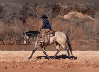 American Quarter Horse, Ruin, 6 Jaar, 155 cm, Buckskin