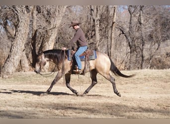 American Quarter Horse, Ruin, 6 Jaar, 155 cm, Buckskin