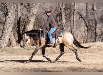 American Quarter Horse, Ruin, 6 Jaar, 155 cm, Buckskin