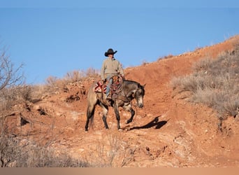 American Quarter Horse, Ruin, 6 Jaar, 155 cm, Buckskin