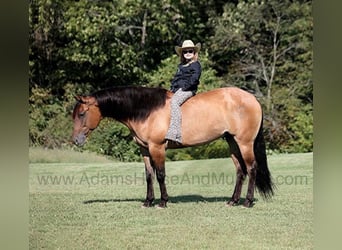 American Quarter Horse, Ruin, 6 Jaar, 155 cm, Buckskin