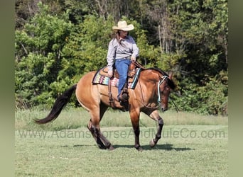 American Quarter Horse, Ruin, 6 Jaar, 155 cm, Buckskin