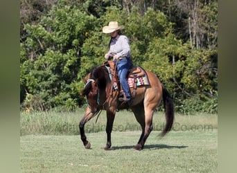 American Quarter Horse, Ruin, 6 Jaar, 155 cm, Buckskin