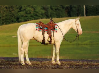American Quarter Horse, Ruin, 6 Jaar, 155 cm, Cremello