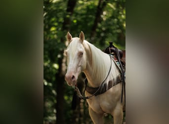 American Quarter Horse, Ruin, 6 Jaar, 155 cm, Cremello