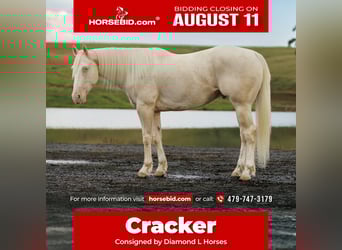 American Quarter Horse, Ruin, 6 Jaar, 155 cm, Cremello