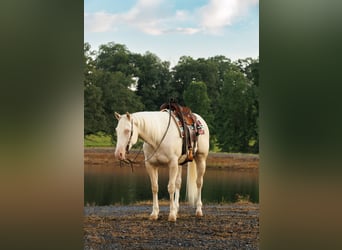 American Quarter Horse, Ruin, 6 Jaar, 155 cm, Cremello
