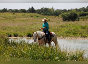 American Quarter Horse, Ruin, 6 Jaar, 155 cm, Cremello