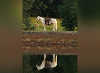 American Quarter Horse, Ruin, 6 Jaar, 155 cm, Cremello