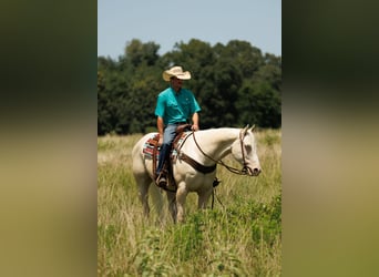 American Quarter Horse, Ruin, 6 Jaar, 155 cm, Cremello