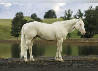 American Quarter Horse, Ruin, 6 Jaar, 155 cm, Cremello