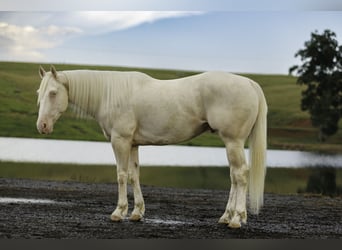 American Quarter Horse, Ruin, 6 Jaar, 155 cm, Cremello