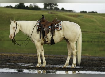 American Quarter Horse, Ruin, 6 Jaar, 155 cm, Cremello