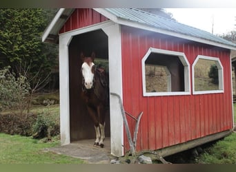 American Quarter Horse, Ruin, 6 Jaar, 155 cm, Donkere-vos