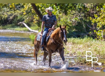 American Quarter Horse, Ruin, 6 Jaar, 155 cm, Donkere-vos