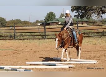 American Quarter Horse, Ruin, 6 Jaar, 155 cm, Donkere-vos