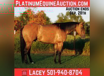 American Quarter Horse, Ruin, 6 Jaar, 155 cm, Falbe