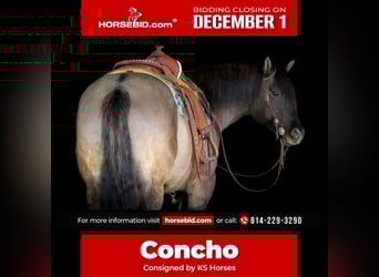 American Quarter Horse, Ruin, 6 Jaar, 155 cm, Grullo