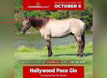 American Quarter Horse, Ruin, 6 Jaar, 155 cm, Grullo