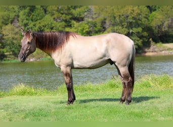 American Quarter Horse, Ruin, 6 Jaar, 155 cm, Grullo