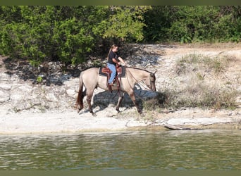 American Quarter Horse, Ruin, 6 Jaar, 155 cm, Grullo
