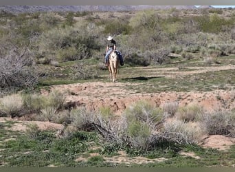 American Quarter Horse, Ruin, 6 Jaar, 155 cm, Palomino