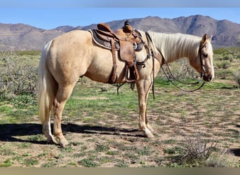 American Quarter Horse, Ruin, 6 Jaar, 155 cm, Palomino