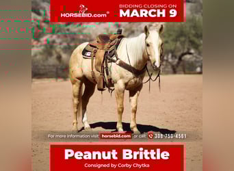 American Quarter Horse, Ruin, 6 Jaar, 155 cm, Palomino