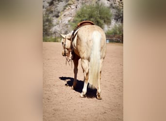 American Quarter Horse, Ruin, 6 Jaar, 155 cm, Palomino