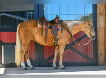 American Quarter Horse, Ruin, 6 Jaar, 155 cm, Palomino