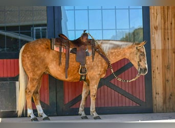 American Quarter Horse, Ruin, 6 Jaar, 155 cm, Palomino