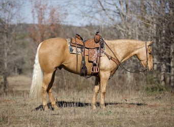 American Quarter Horse, Ruin, 6 Jaar, 155 cm, Palomino