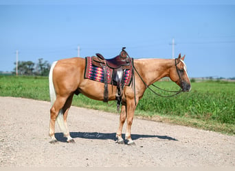 American Quarter Horse, Ruin, 6 Jaar, 155 cm, Palomino