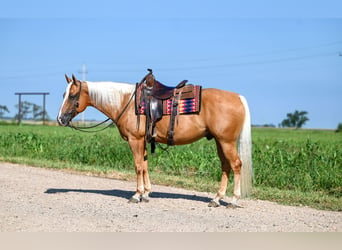 American Quarter Horse, Ruin, 6 Jaar, 155 cm, Palomino